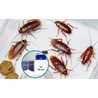 Bột Diệt Gián Tận Gốc